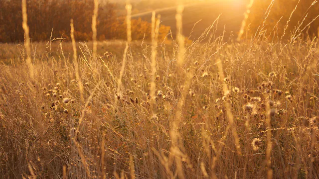 Canadian prairie field at sunset