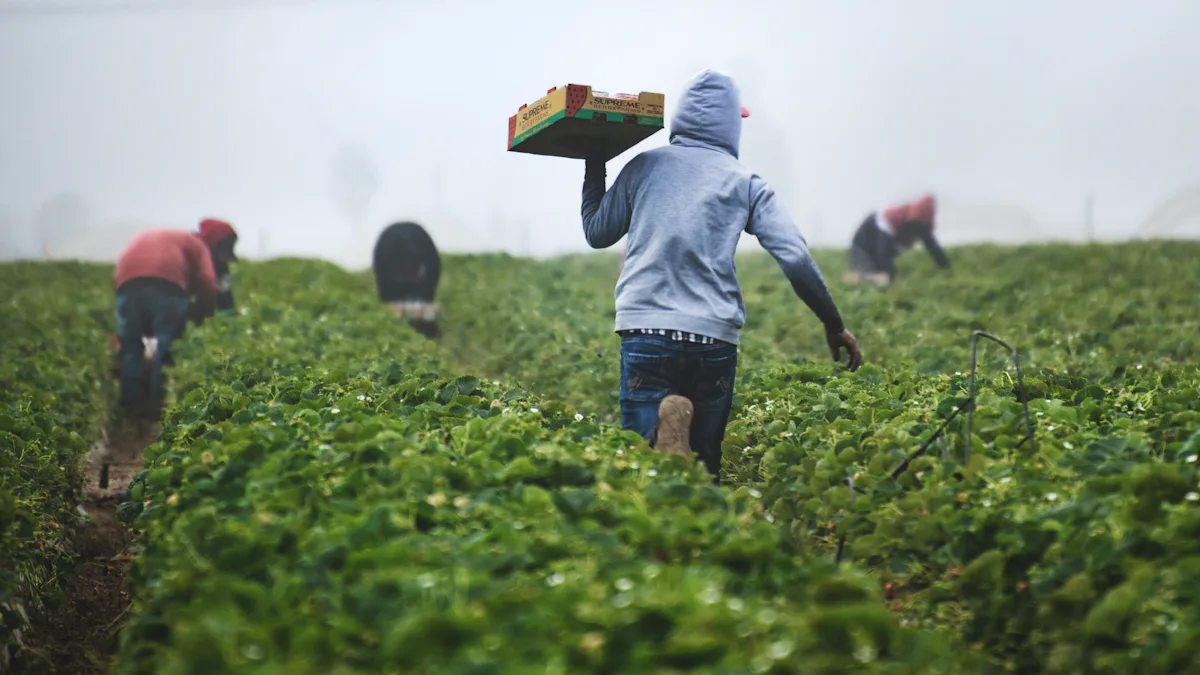 Farmworker carrying a box of harvested produce