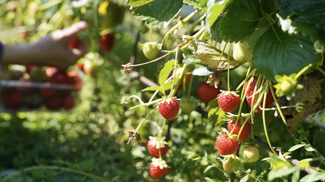 Seasonal worker picking strawberries